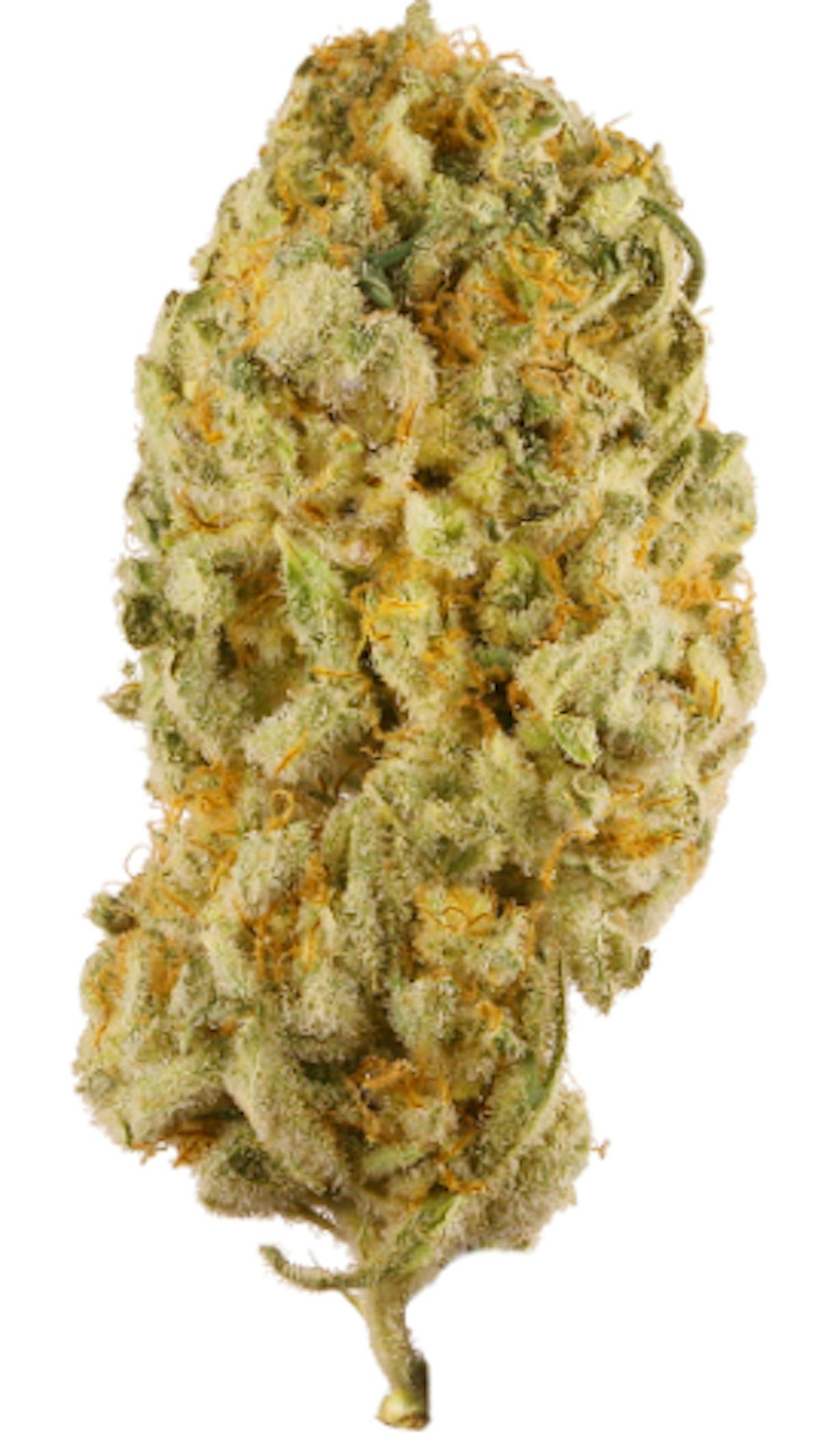Photo of Platinum Shelf – Jack Herer (S)