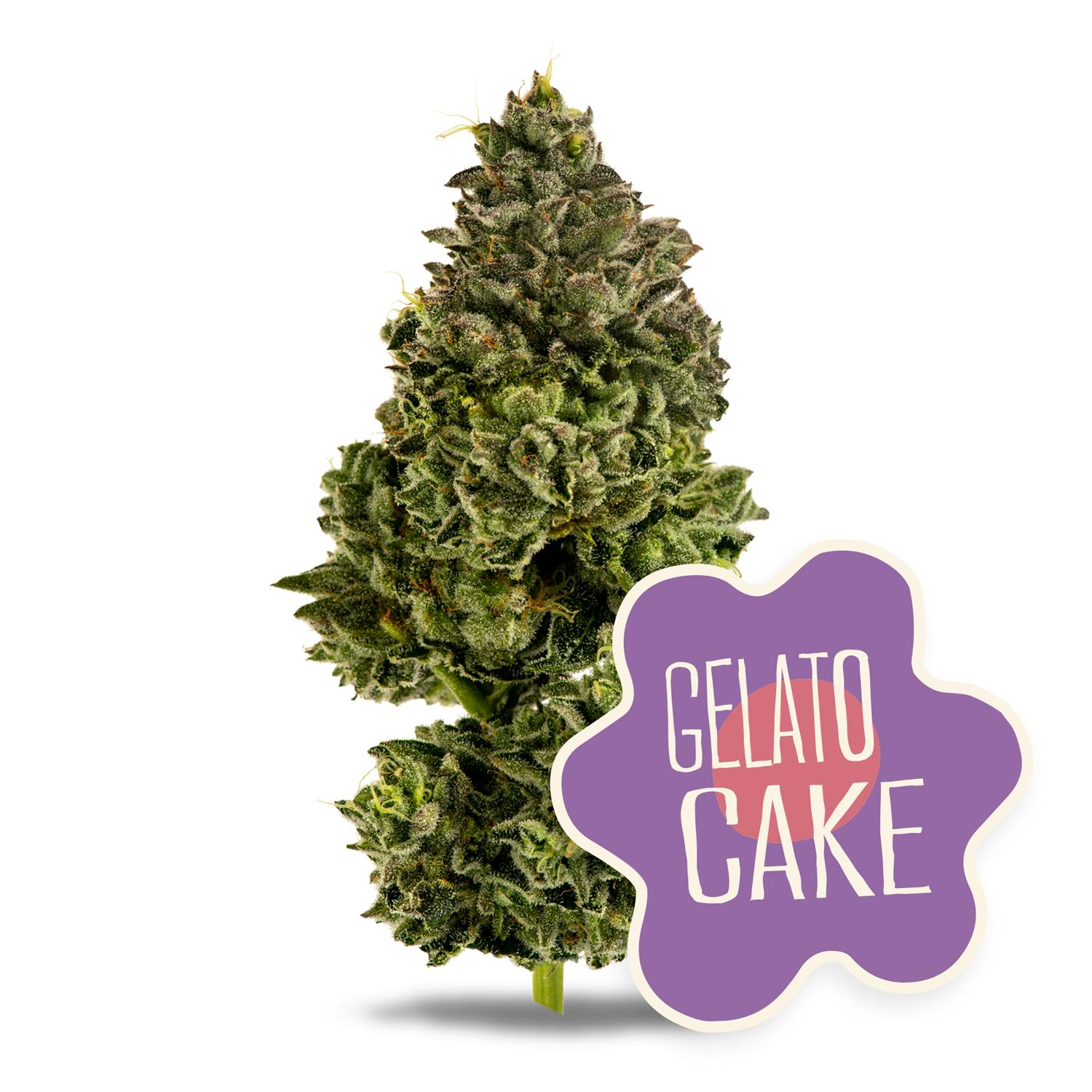 Shop District Cannabis Gelato Cake in Washington | DISTRICT