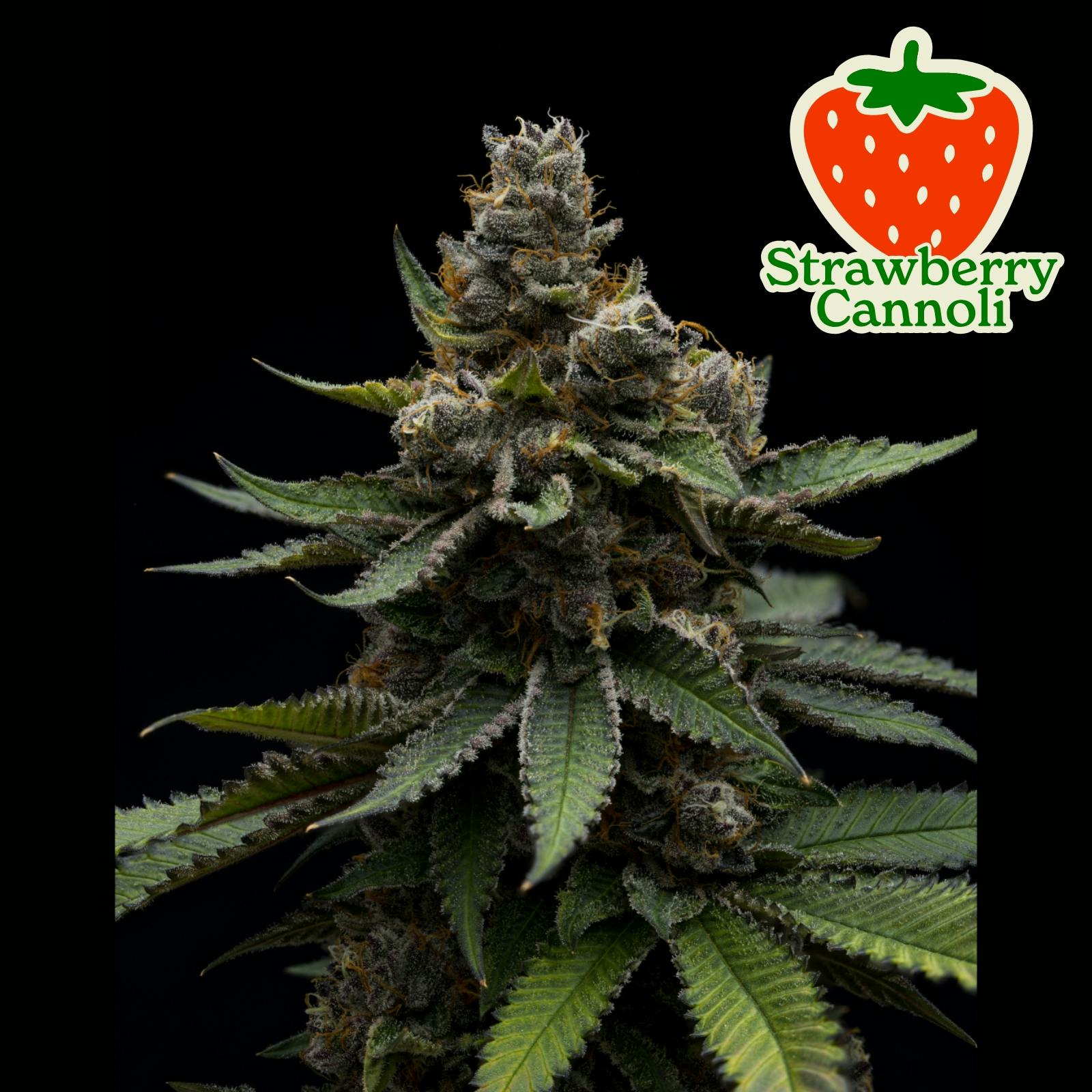 Shop Online Menu | Marijuana Flower, Cannabis Pre-Rolls, Weed Edibles, Vape  Pens, Concentrates & Tinctures | Serving Mount Ephraim NJ, Stratford NJ,  Audubon NJ, Haddon Heights NJ | Cottonmouth Dispensary