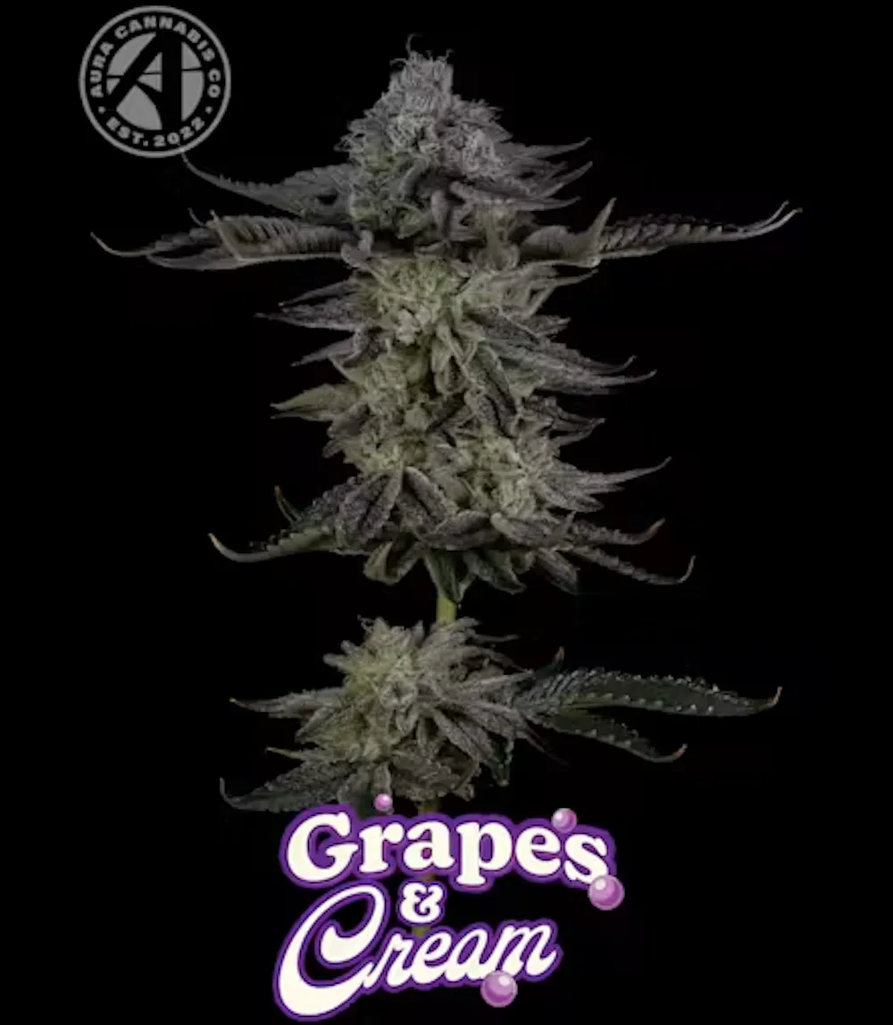Product Aura | Grapes 'N Cream | Flower