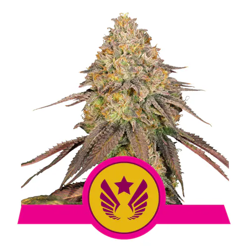 Royal Queen Seeds | Legendary OG Punch Feminized Photoperiod | 3PK Seeds-1