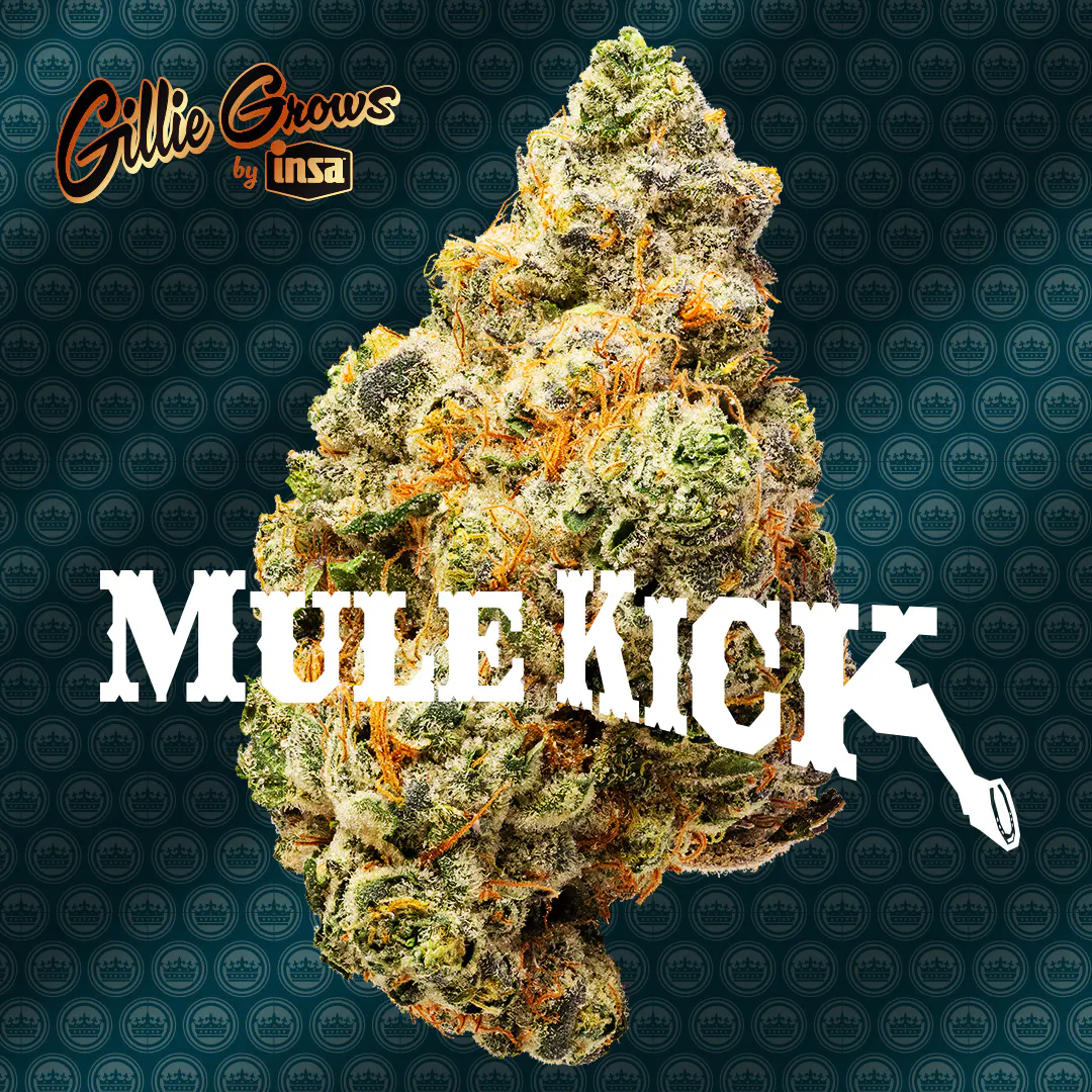 Flower - Mule Kick | INSA Inc. Springfield - Adult Use