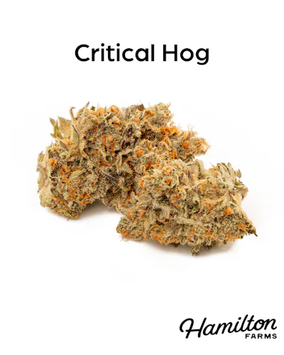 Hamilton Farms | Critical Hog | Single Pre Roll | 1g-1