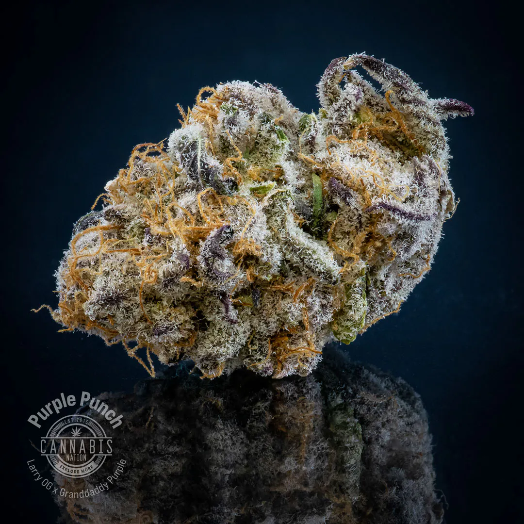 Cannabis Nation (Gresham)