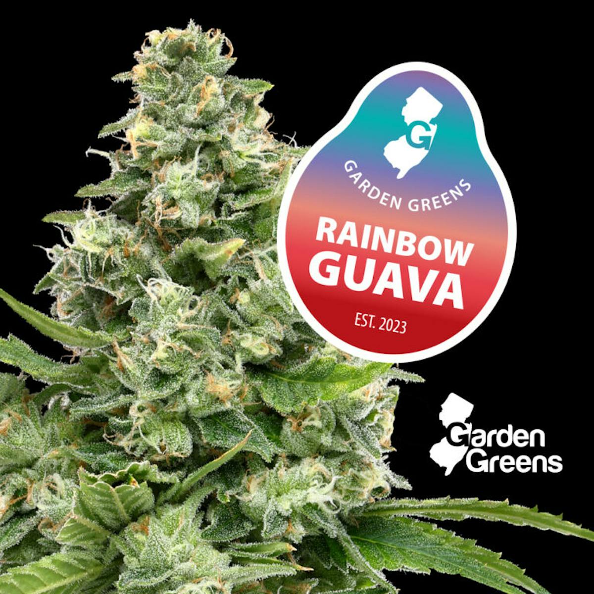 Photo of GG Rainbow Guava 3.5g