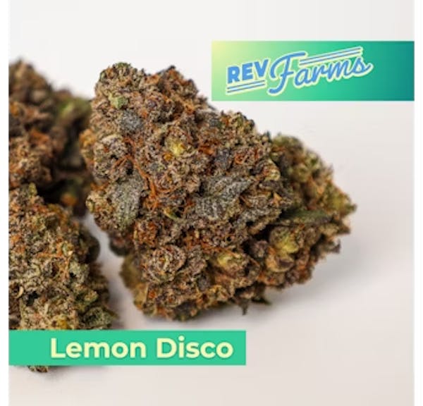 Lemon Disco (H) - 28g Flower - Rev Farms