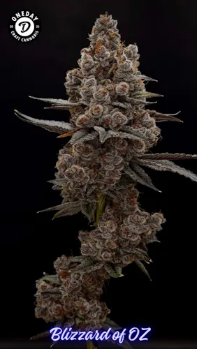 OneDay – Blizzard of Oz – Smalls 7g-1