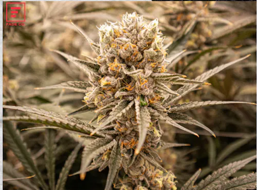 Lemon Diesel Cherry Pie 3.5g – Fade Co. (Pre-Pack)-1