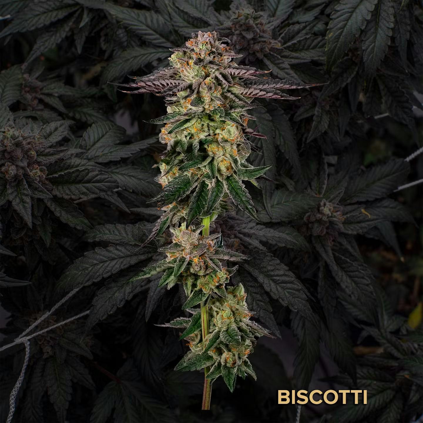 CommCan - Flower 3.5g - Biscotti