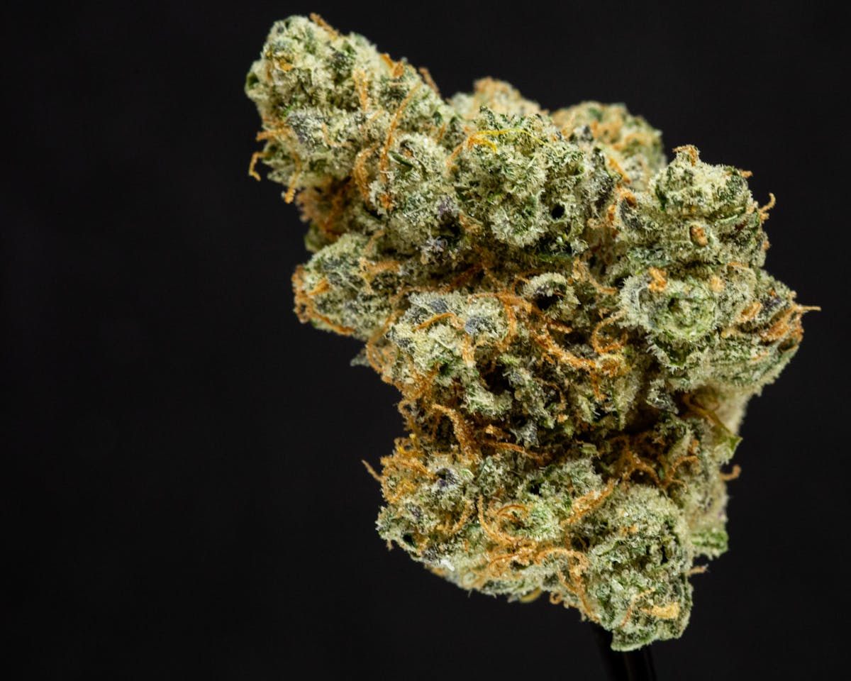 Photo of Platinum Shelf – Gelonade (H)
