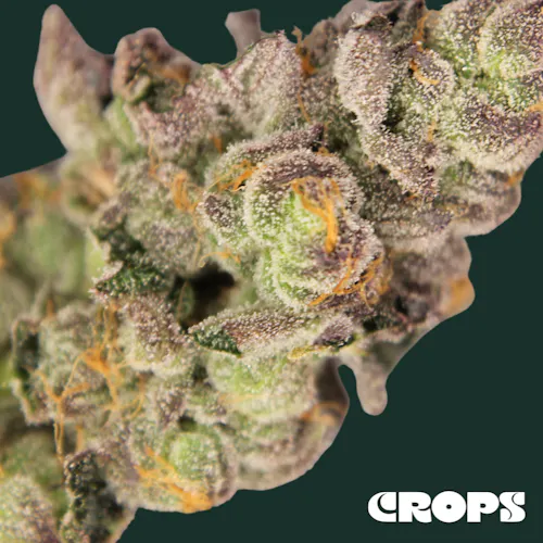 Crops | Flower | Orange Malt | 1g-1