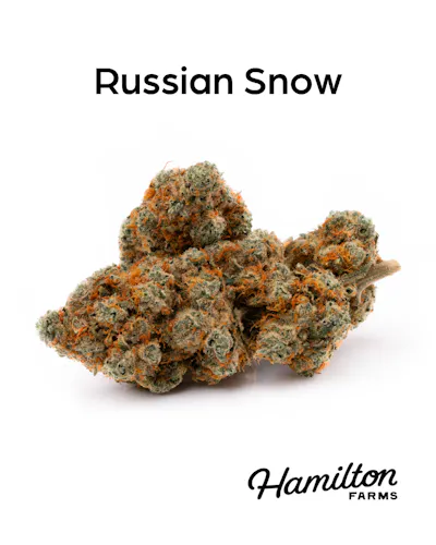 Hamilton Farms | Russian Snow | Pre Roll 5pk/2.5g-1