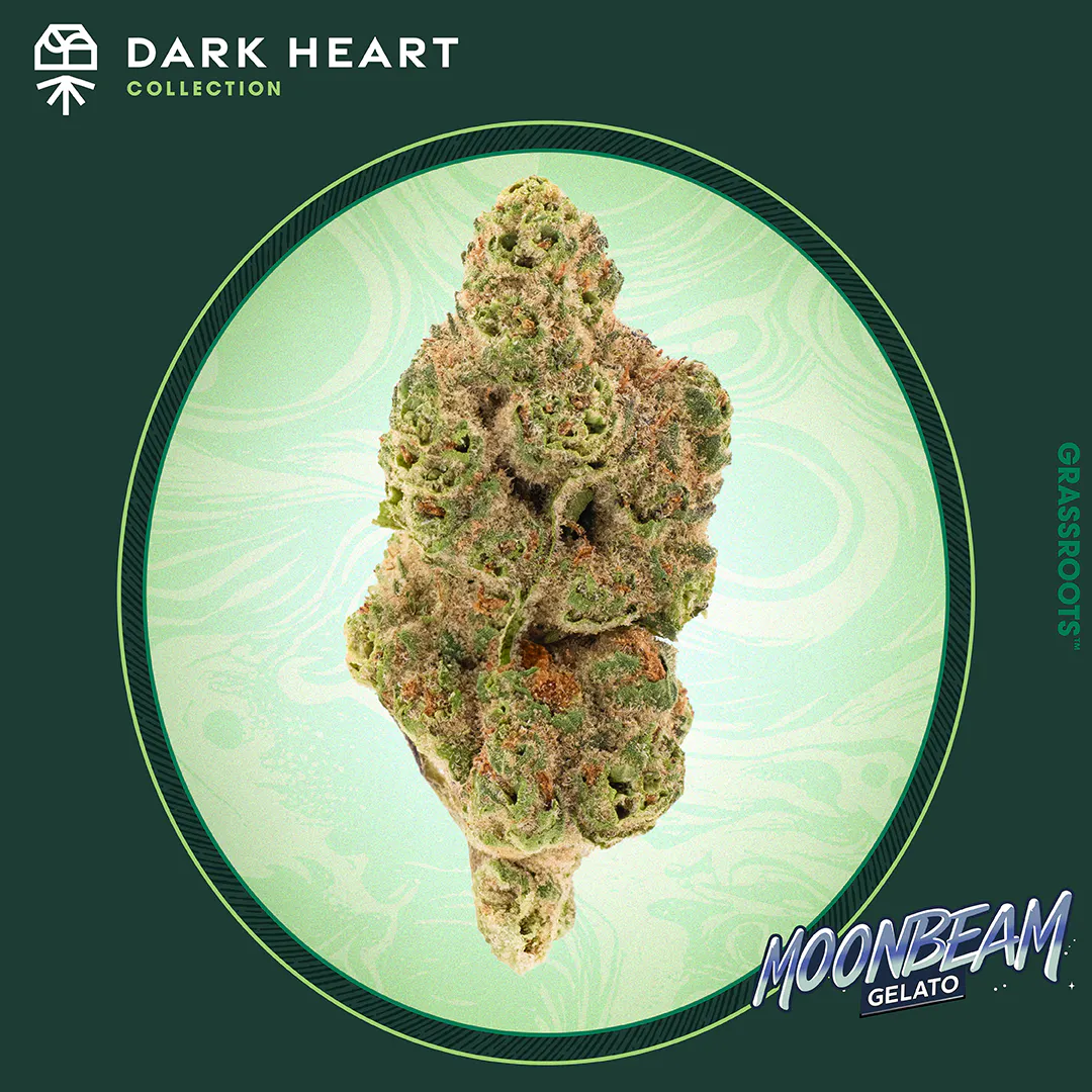 Dark Heart Moonbeam Gelato Flower in Lowell, MA | Open Daily