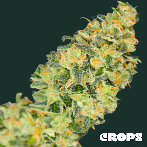 Crops | Pre-Roll | Lemon Silk Pie | 1g-1