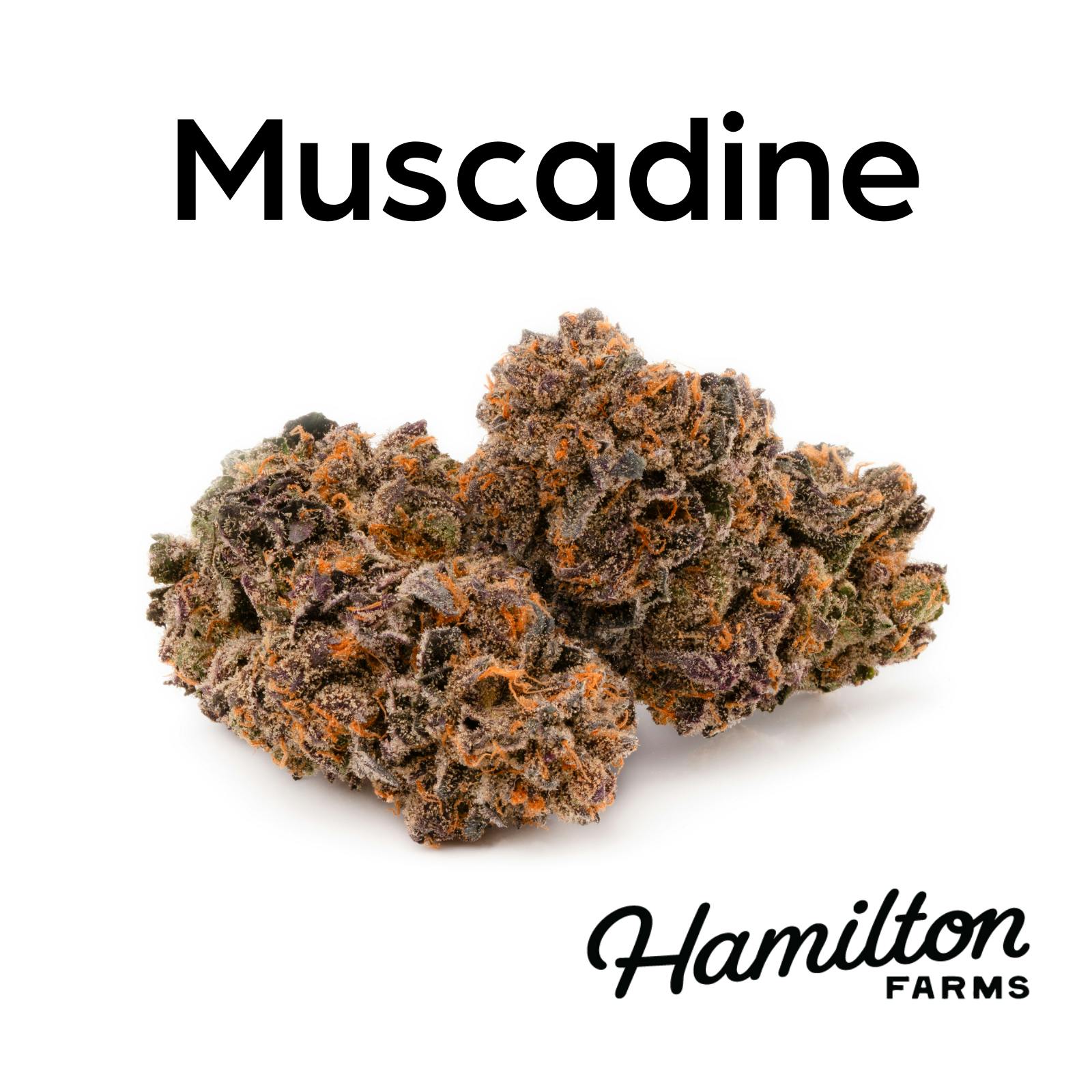 Muscadine-1
