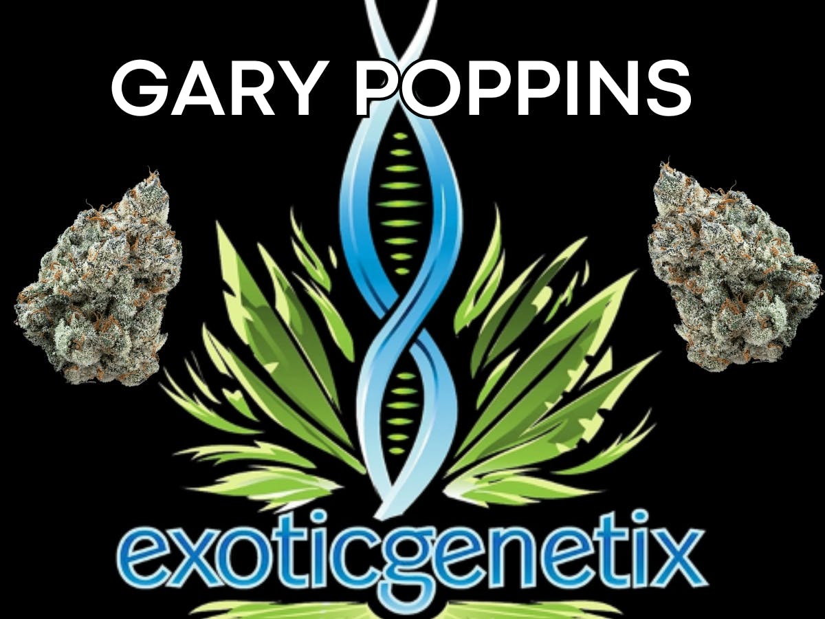 Product: EXOTIC GENETIX | GARY POPPINS | PRE-PACK HYBRID
