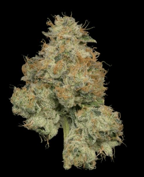 Kockeyed | Smalls | Josh D | 14.15g | Story Cannabis