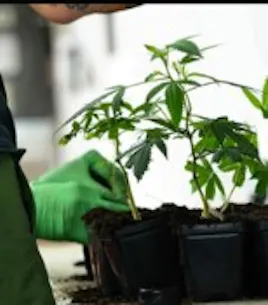 Clones category image