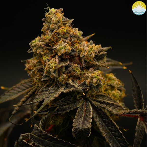 Crossbow | 14g | Small Buds Flower | Renew