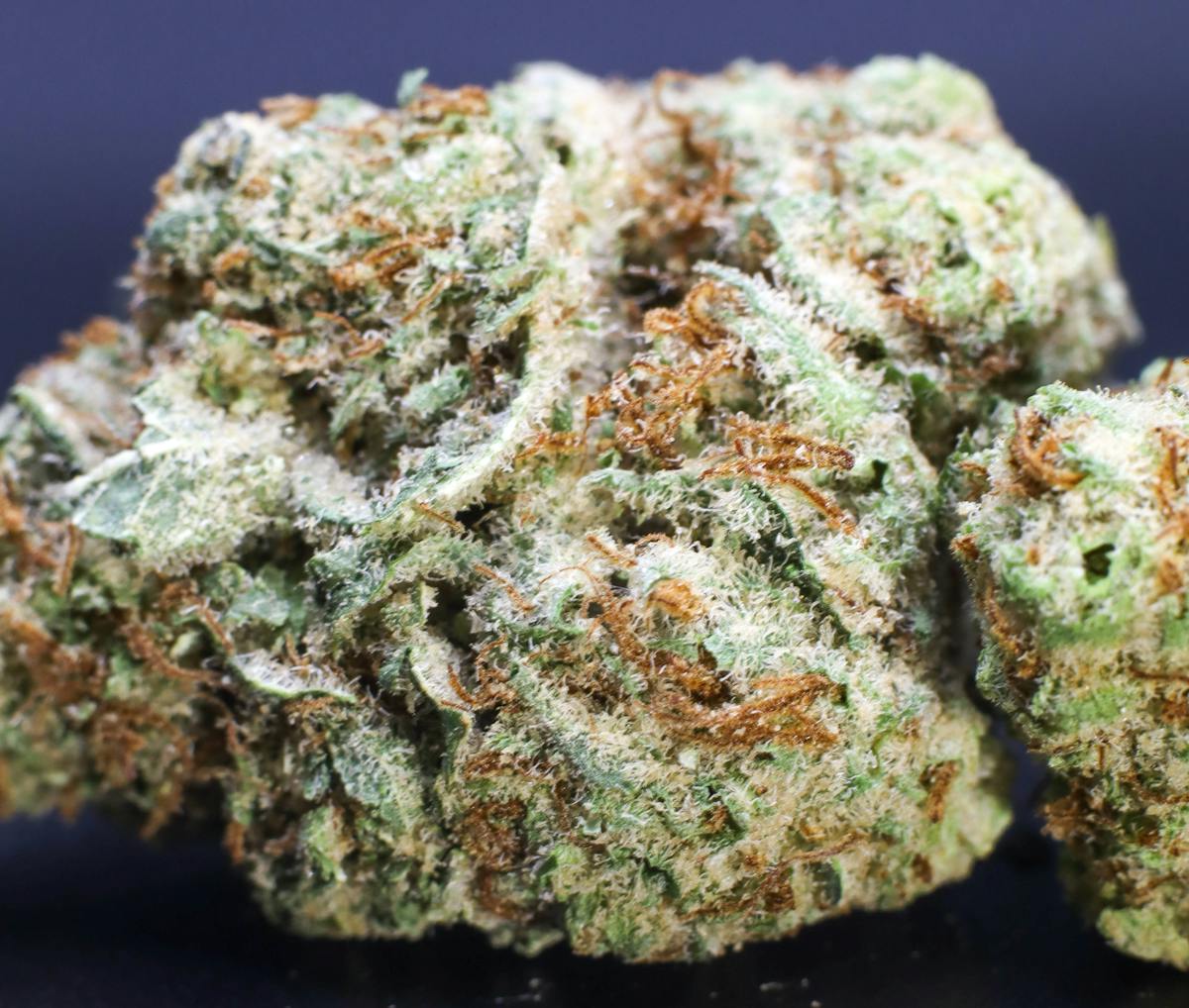 Photo of Platinum Shelf – Alien Cheese (S)