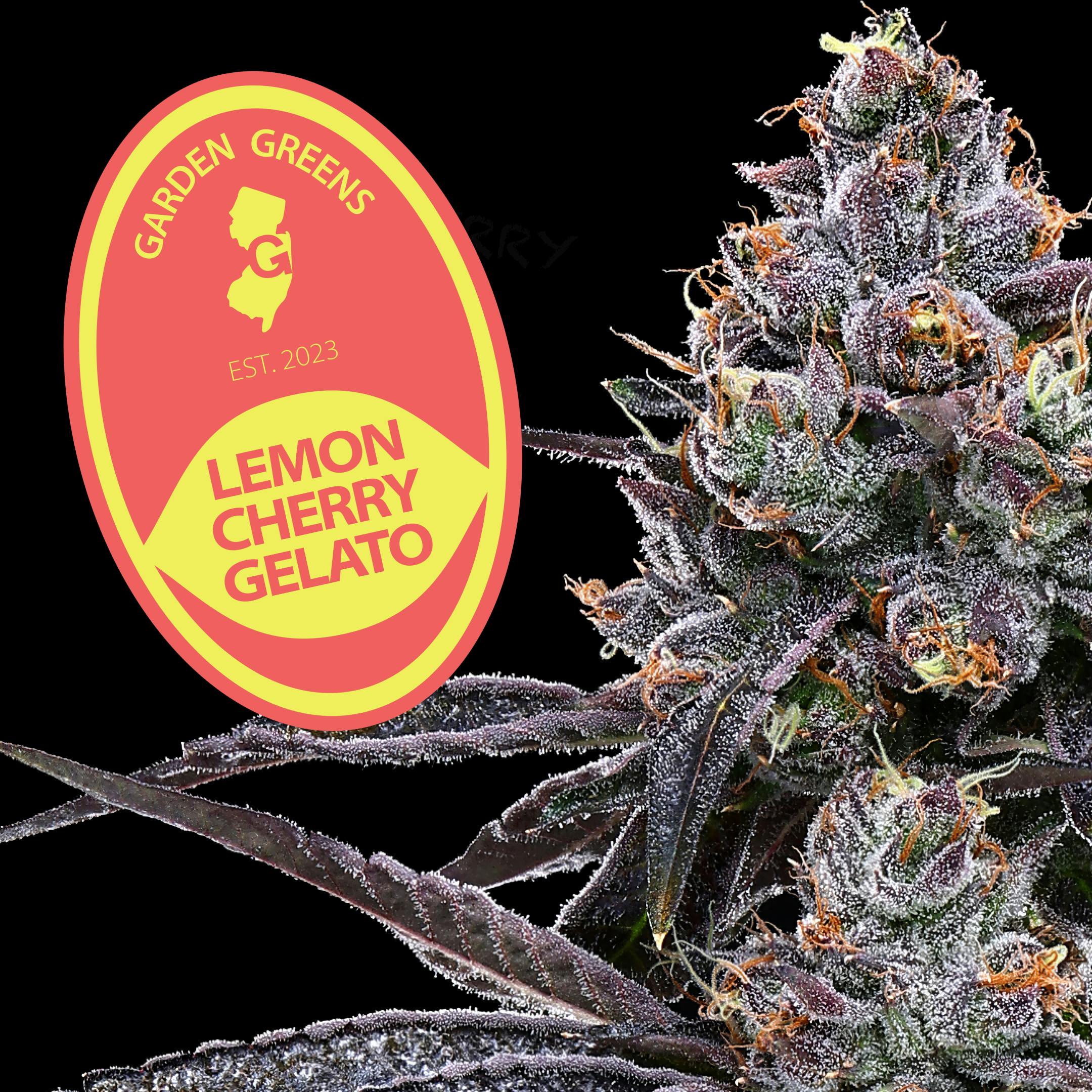 CBXE×CBGハーブ3g レモンチェリージェラート NY STRAIN lemon cherry gelato - Electraleaf