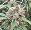 14g Base Camp - $55