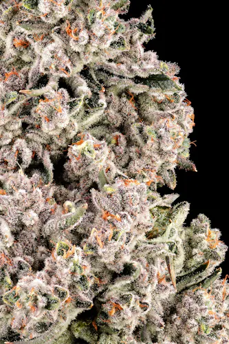LA Baker 3.5g – Garcia Hand Picked (Pre-Pack)-1