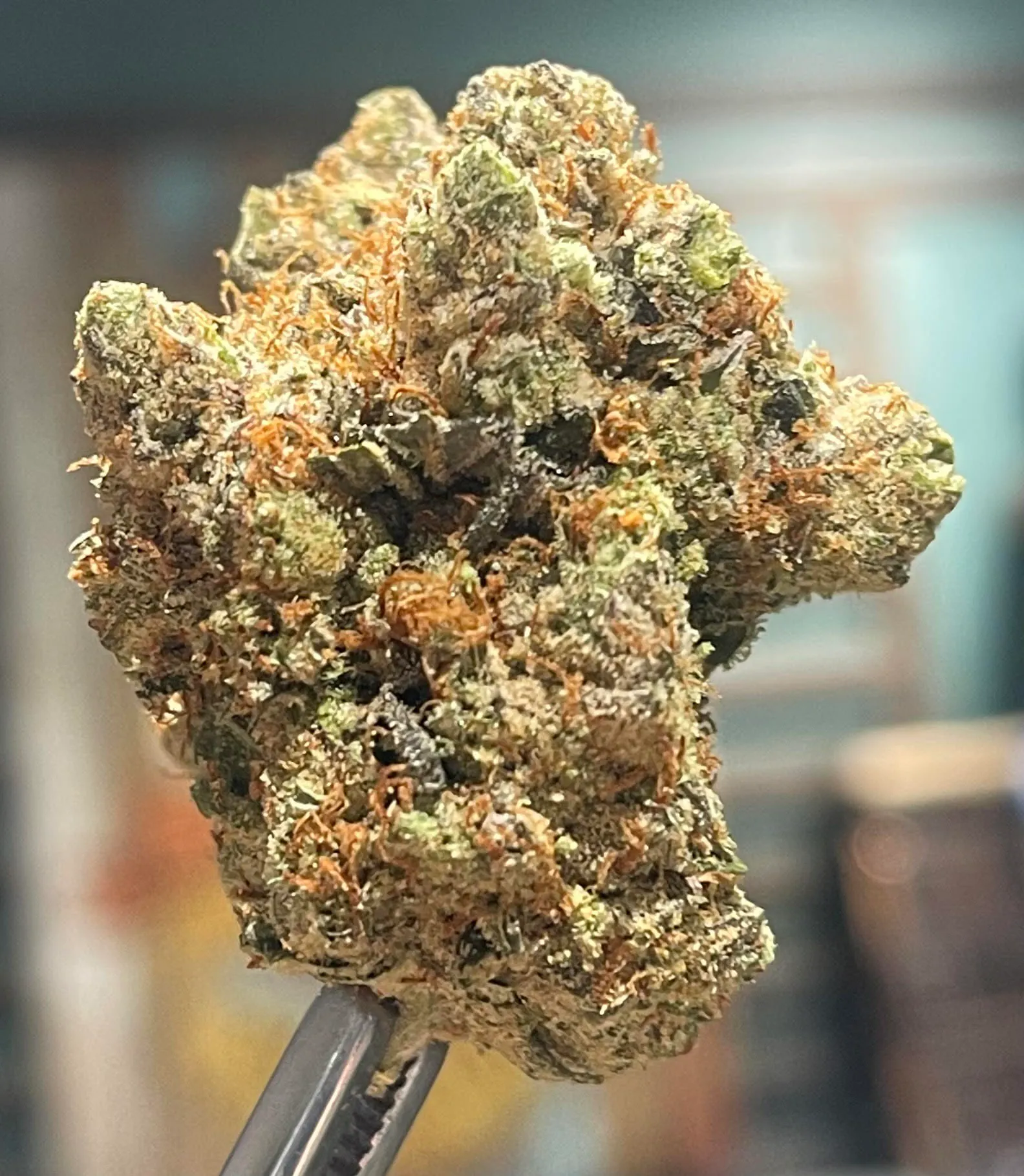 Space Panda | Local Roots Cannabis - Laingsburg