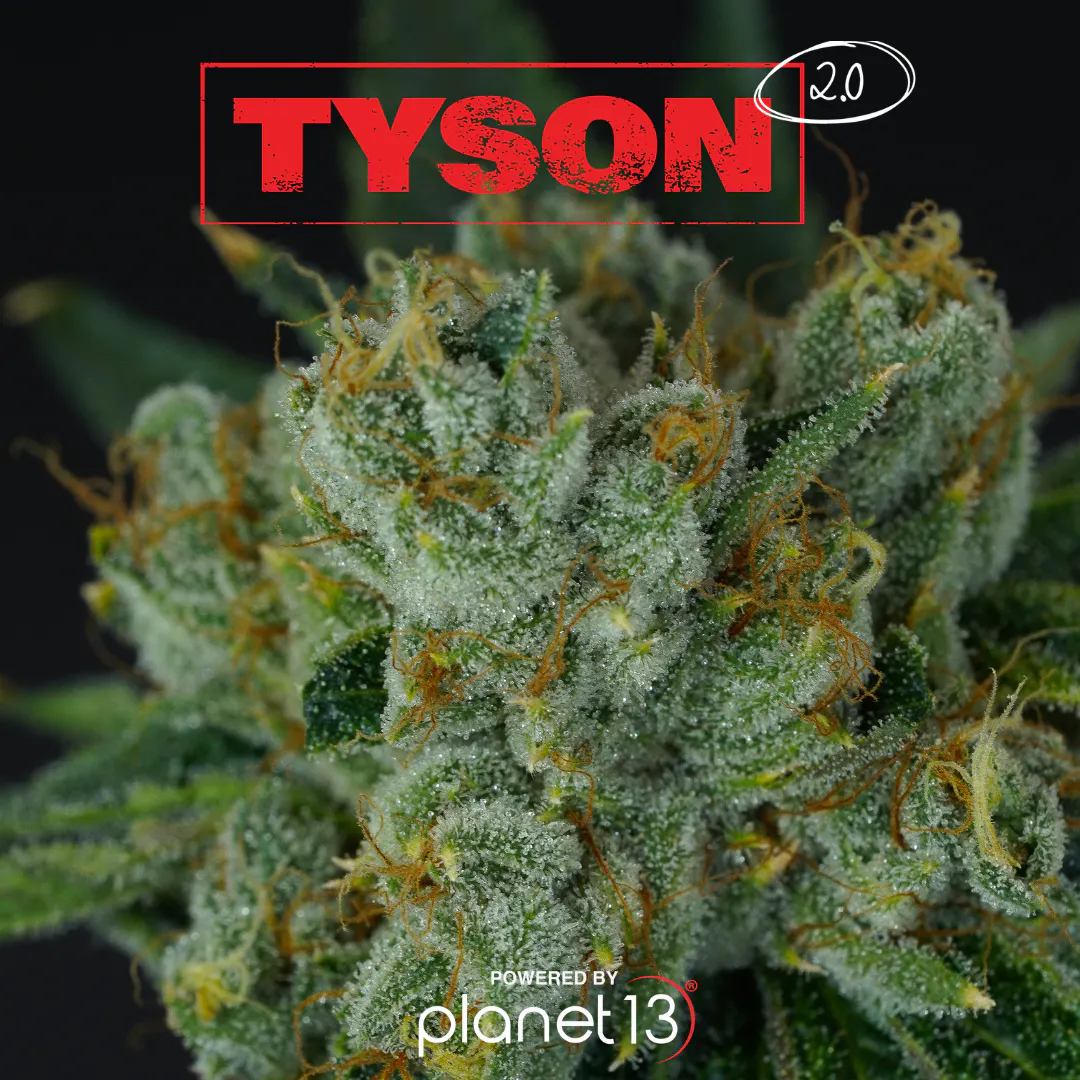 Tyson 2.0 Knockout OG 3.5g Prepack | Planet 13 Las Vegas