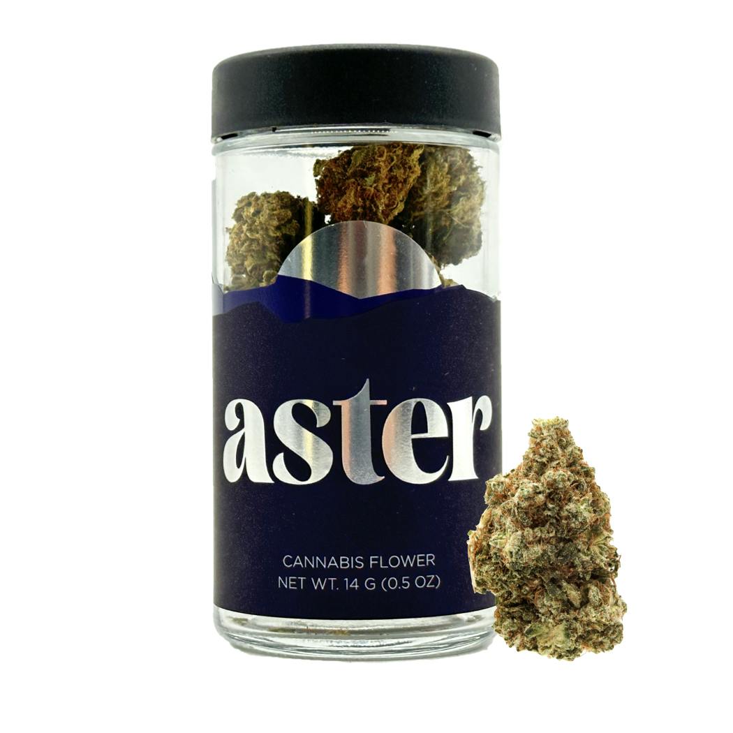 Aster Grape Giza 14g Flower