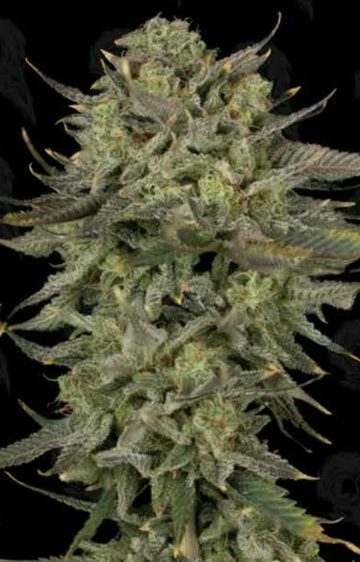 Image of Sour Lime Haze