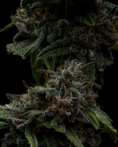 Full Tilt | Flower – Jungle Butter | 3.5g-2
