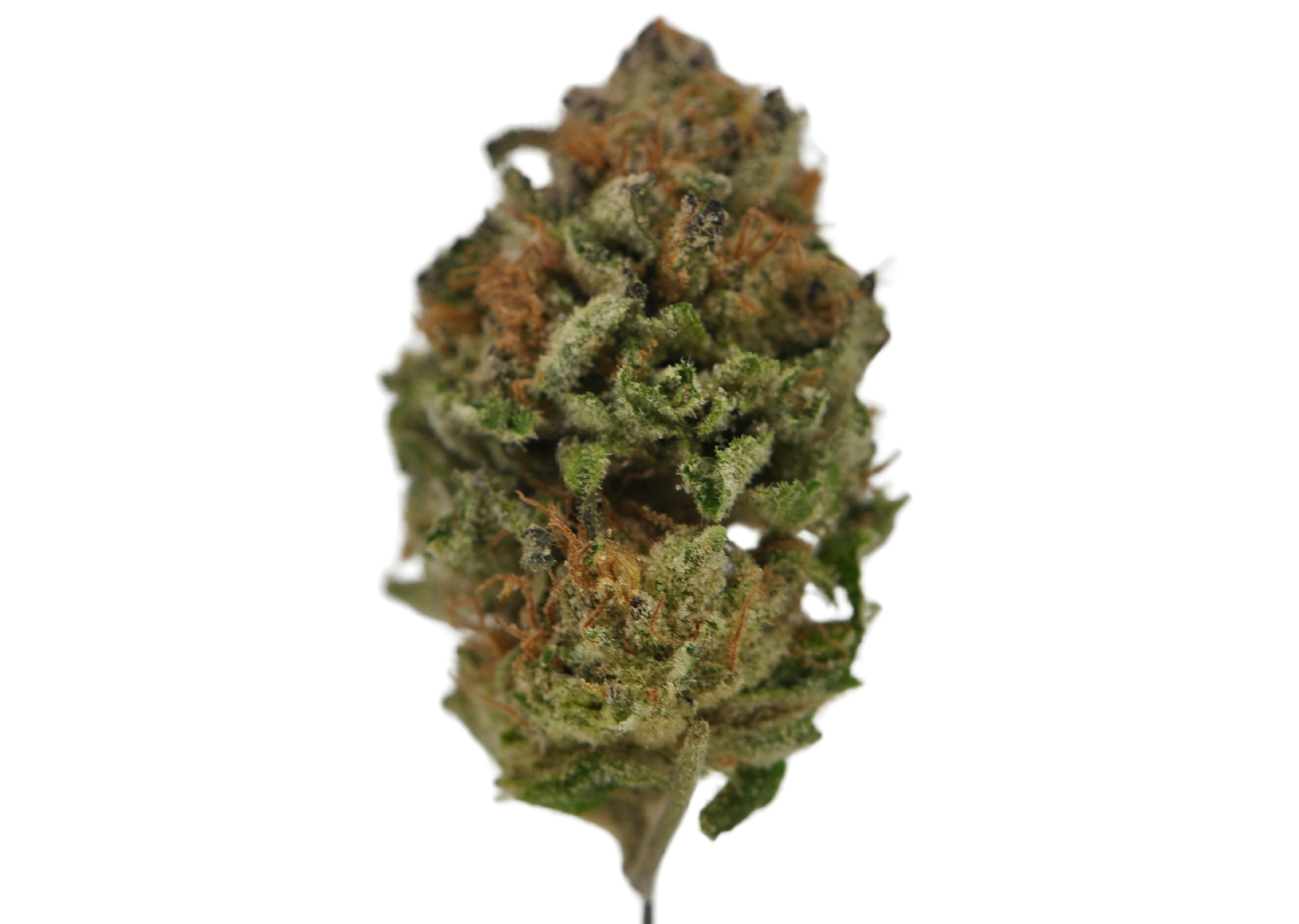 image of Tropicana Banana | 3.5g Prepackaged “Small Bud” Flower