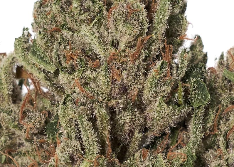 Alchemy Pure Premium Herb | 3.5g | Biscotti