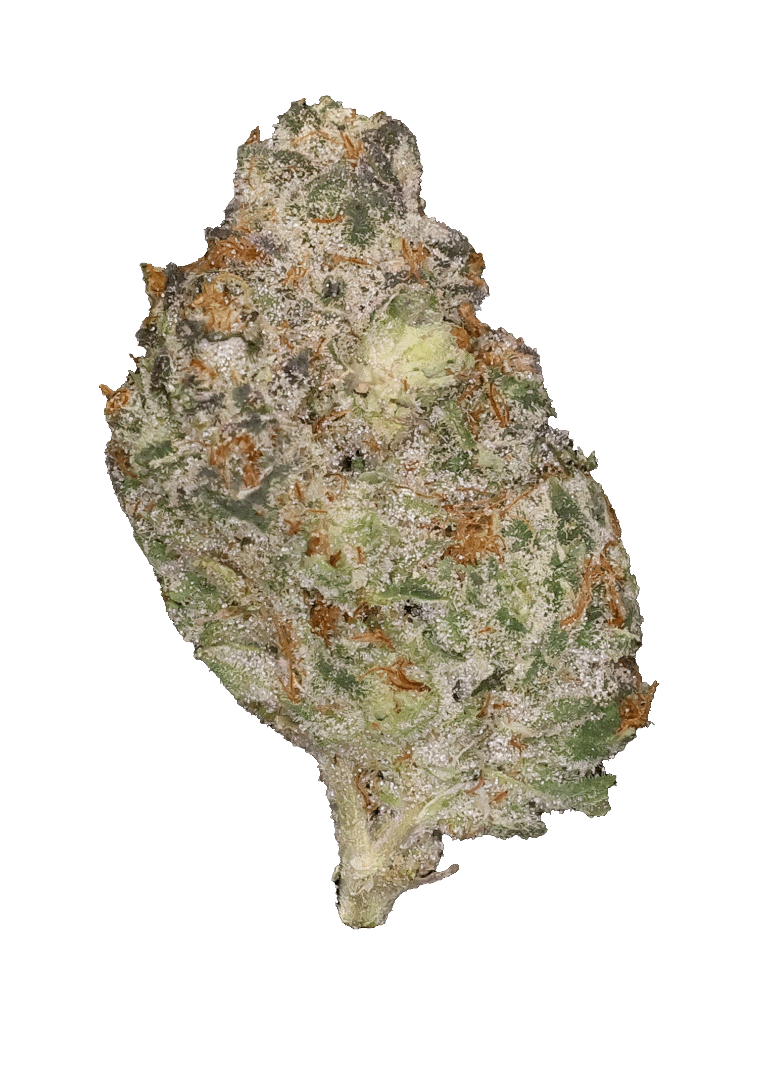 ミント　イグナイト12.2 3/8-11山 GreenMed Pros- Arctic Mints • Aura Canna Co.