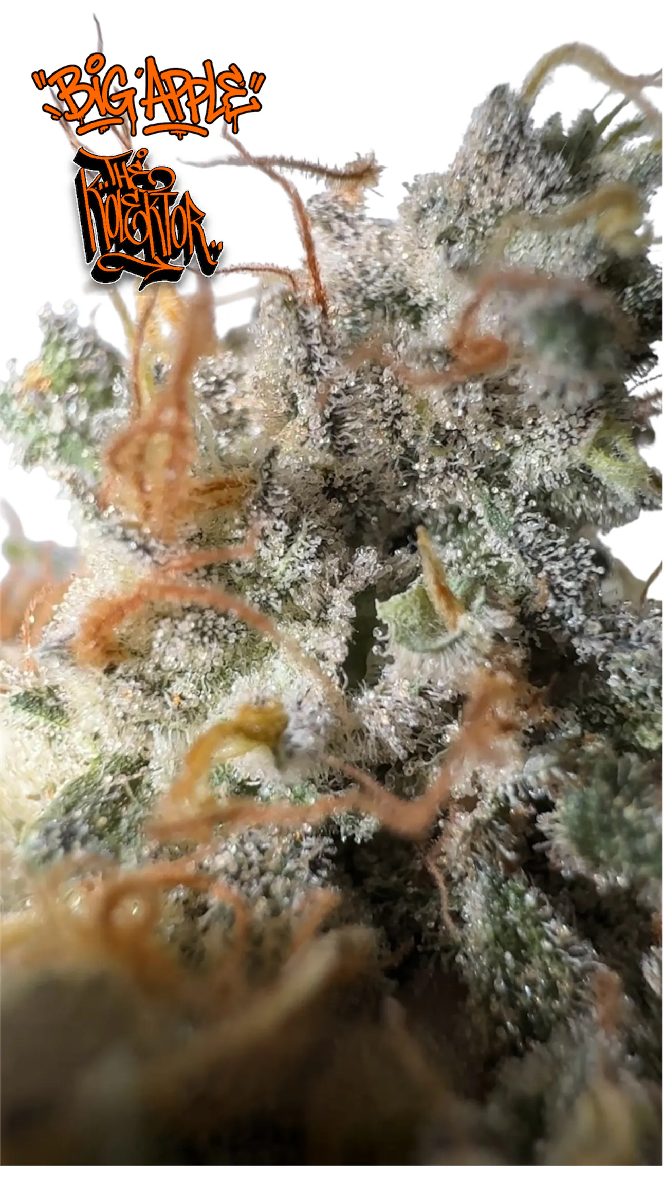 TKS x Sensei - Big Apple - Flower - 3.5g at The Bronx Joint