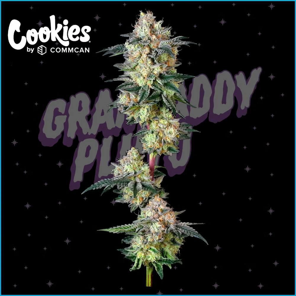 Product Grandaddy Pluto