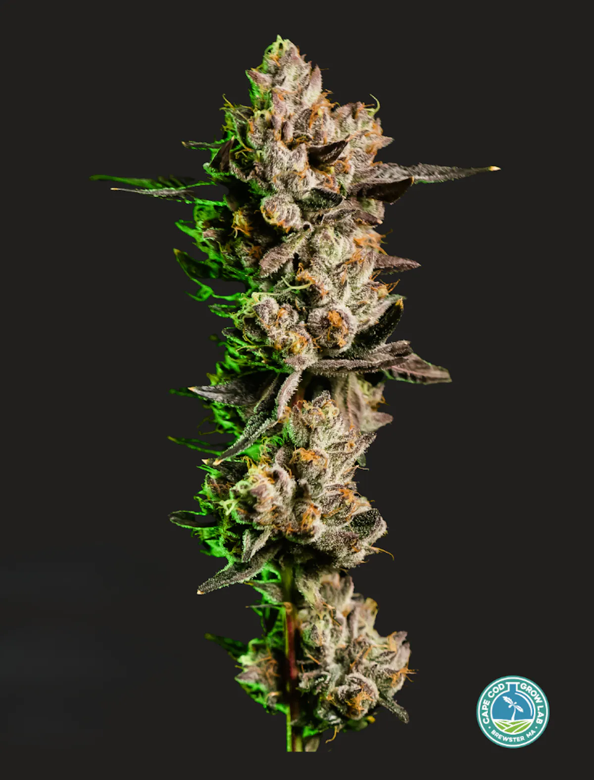 Cape Cod Grow Labs Blue Andeze 3.5g 1/8oz Flower | Cape Cod Grow Lab |