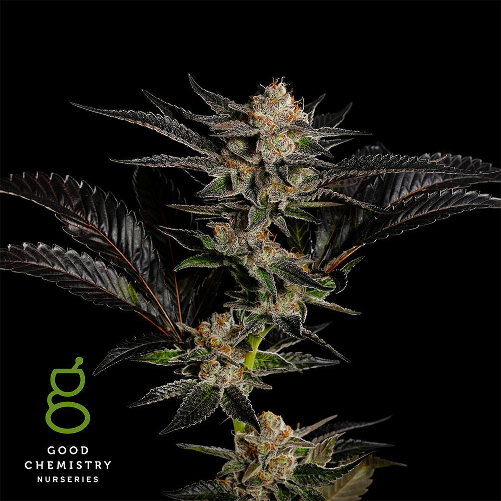 Photo of Peach Maraschino – .5g Live Rosin Cartridge