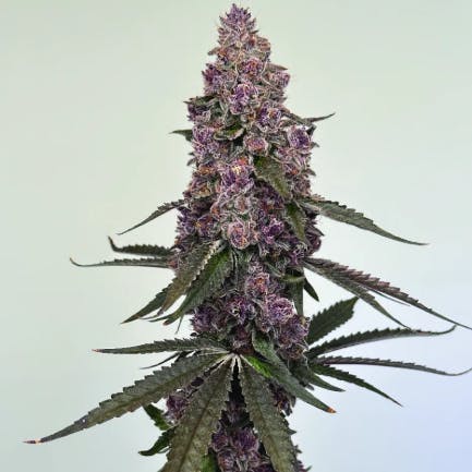 MC Distro - Blockhead Berry - 28g