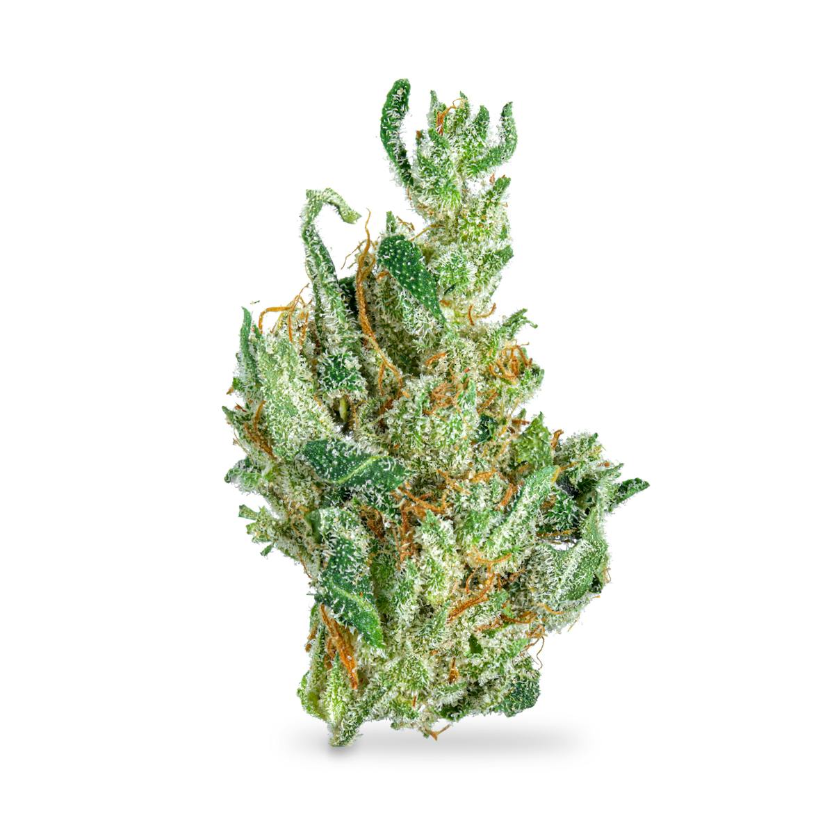Photo of Dogwalker OG