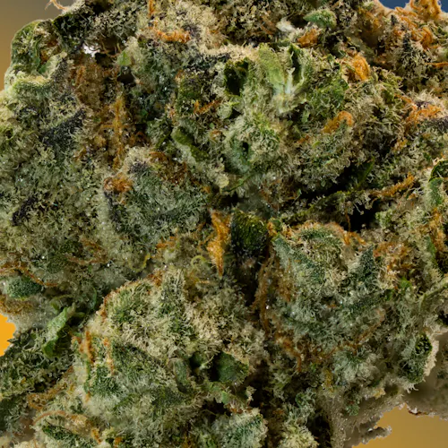 Deli Style | Los Celos – Sativa-3