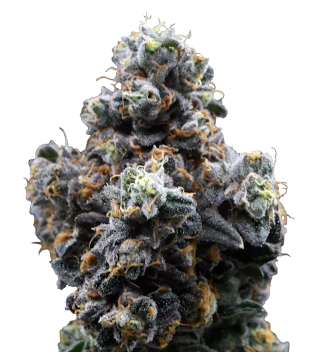 1g Pre-Roll – Gary Payton 1pk-1