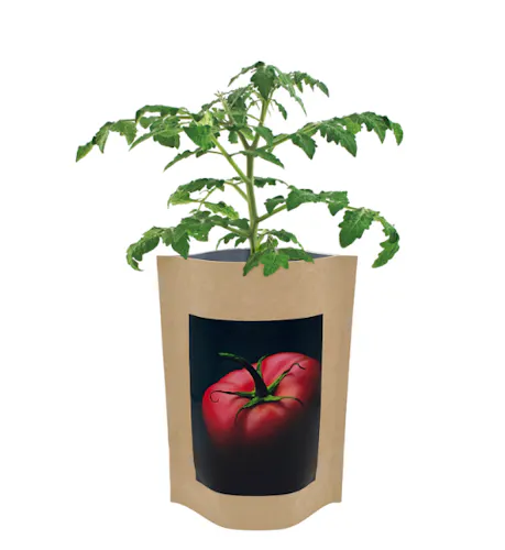 Seed Start – Brandywine Tomato-1