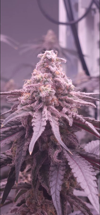 Product: OMG Farmer's Friend | Mac 1 | Flower