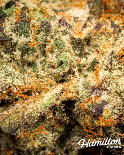 Hamilton Farms | Kiwi Kandy | Single Pre-Roll | 1g-2