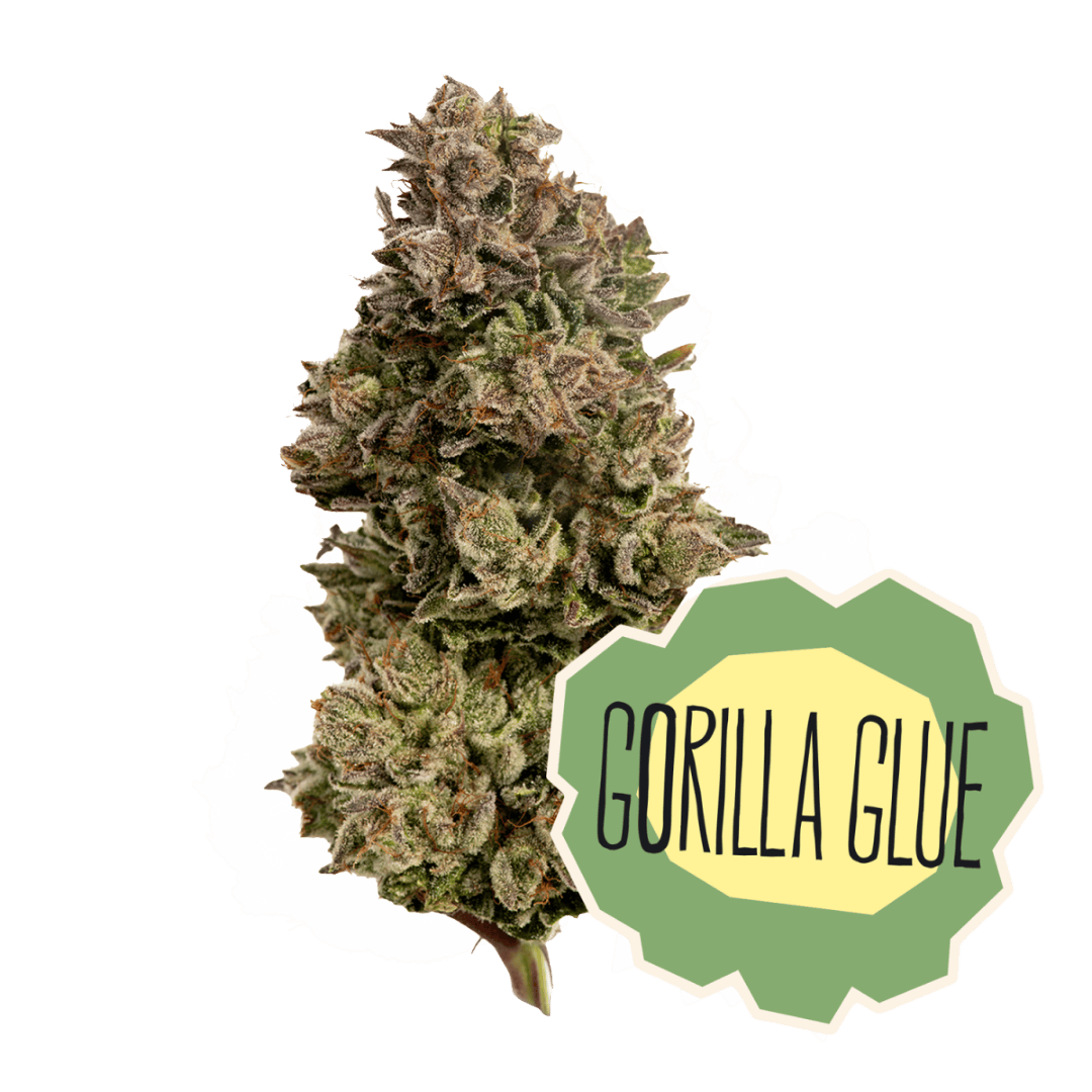 Gorilla Glue #4 | Flower | 3.5g by District Cannabis