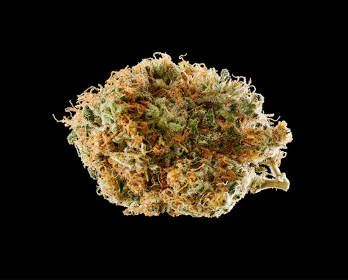 GTI- Rythm | Buds | LOrange-2