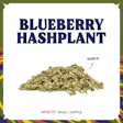 Blueberry Hashplant Pre-Pack Pre-ground