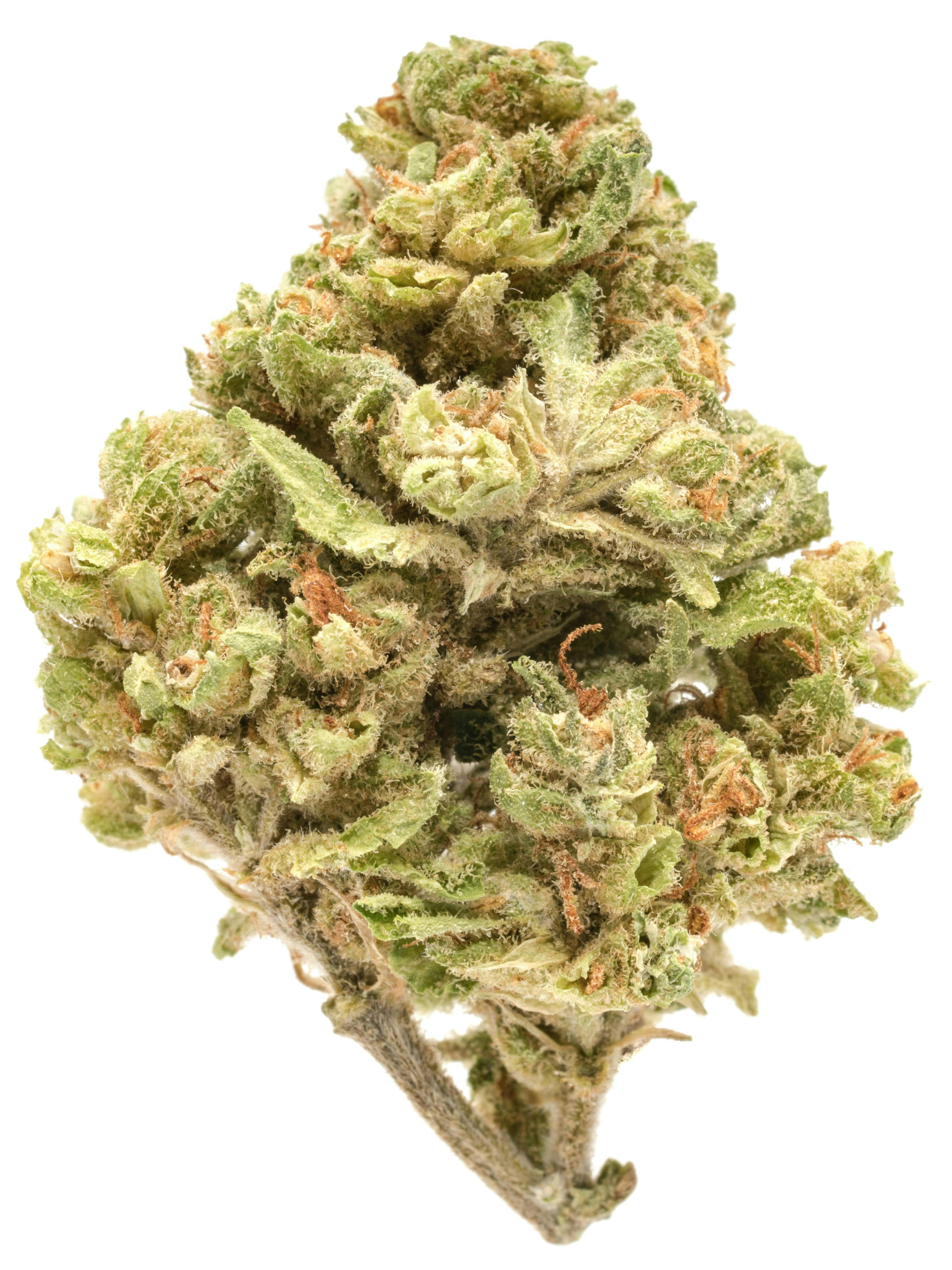 SYMPONIA FARMS INC | ACAPULCO GOLD | BULK | SATIVA